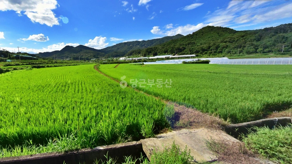 경상북도 칠곡군 기산면 토지 사진 1