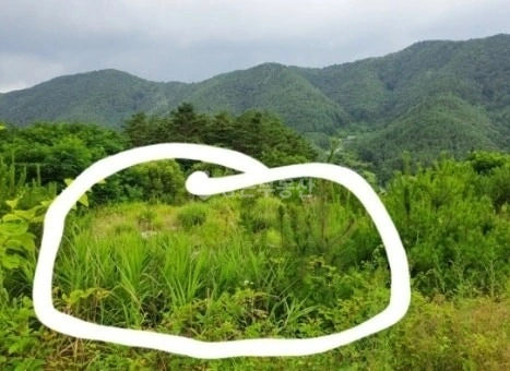 경상북도 봉화군 명호면 토지 사진 1