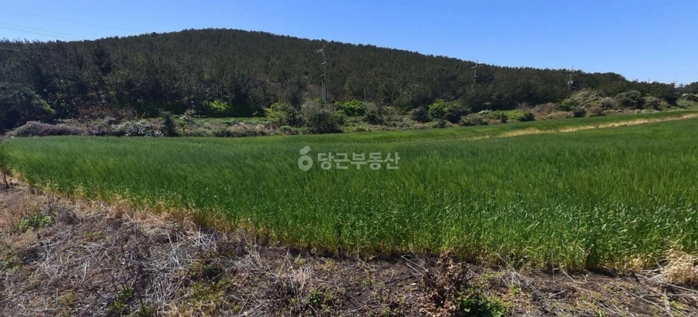 제주특별자치도 제주시 우도면 토지 사진 1