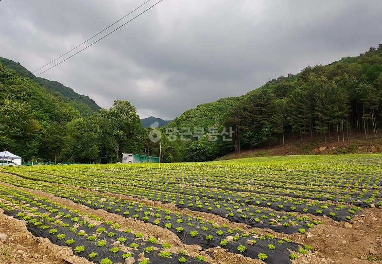 강원특별자치도 홍천군 내면 토지 사진 1