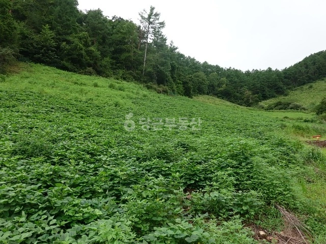 강원특별자치도 정선군 남면 토지 사진 1