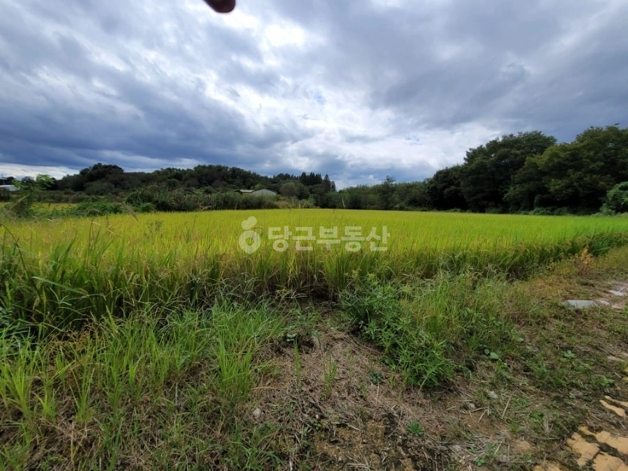 경기도 평택시 팽성읍 토지 사진 1