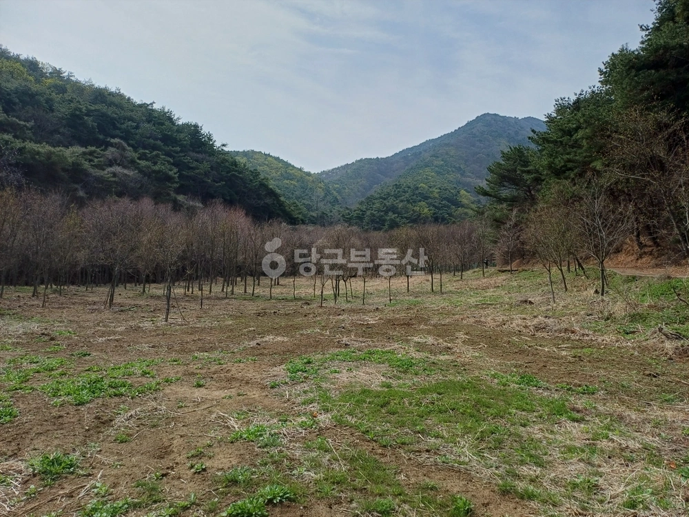 경상북도 영천시 북안면 토지 사진 1