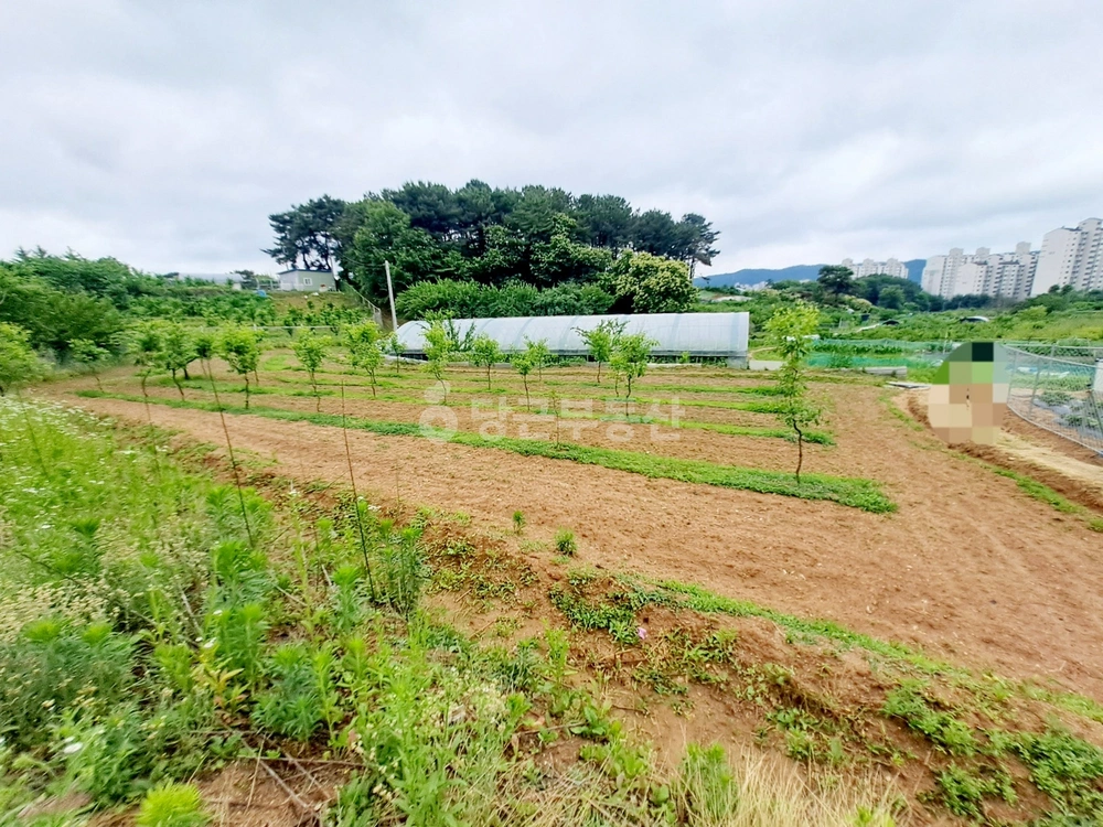 대전광역시 유성구 대정동 토지 사진 1