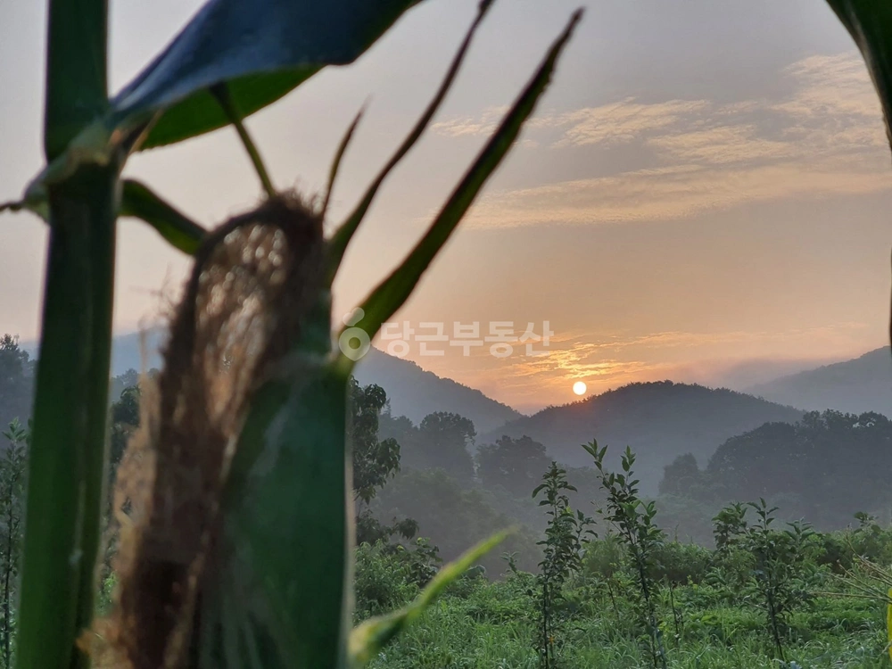 충청북도 옥천군 안내면 토지 사진 1