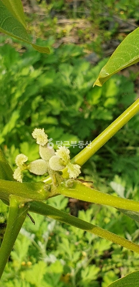 전북특별자치도 순창군 쌍치면 토지 사진 1