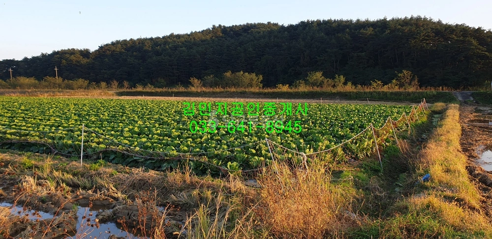 강원특별자치도 강릉시 장현동 토지 사진 1