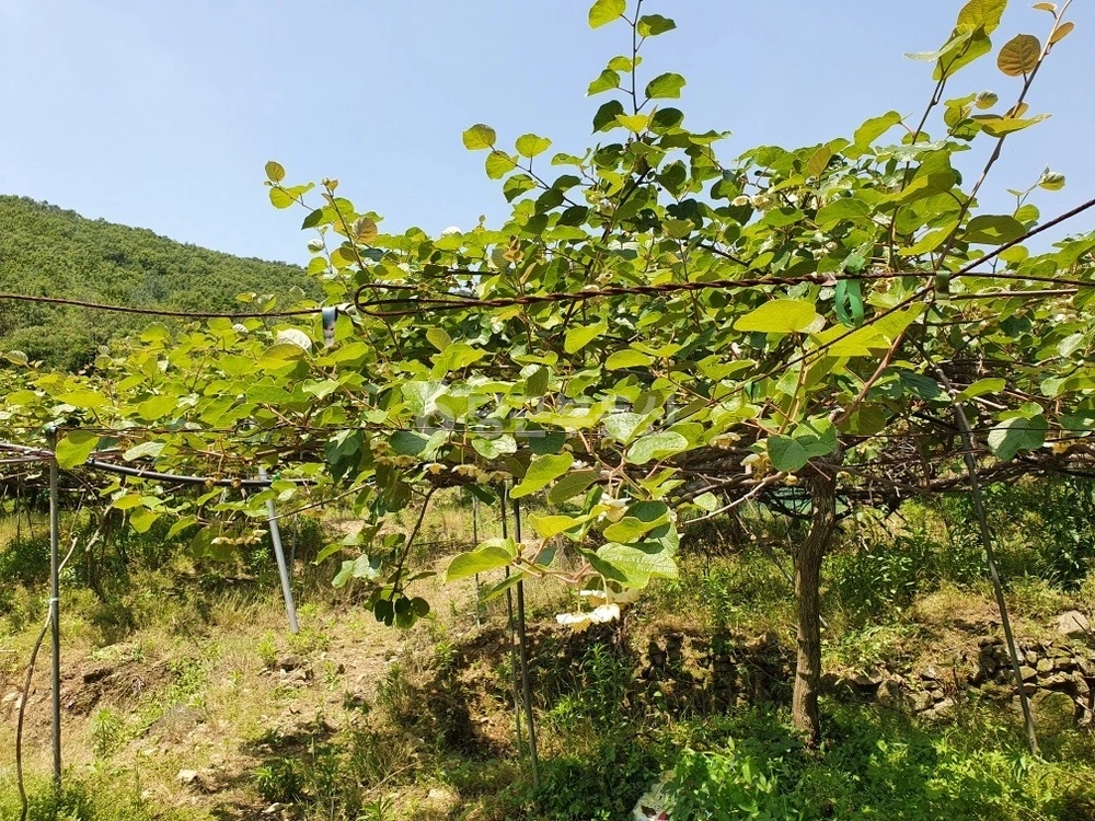 경상남도 김해시 대동면 토지 사진 1