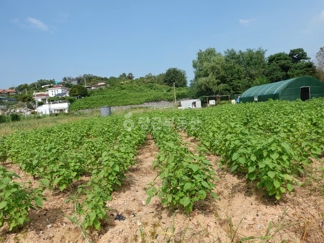 경상북도 울진군 매화면 토지 사진 1