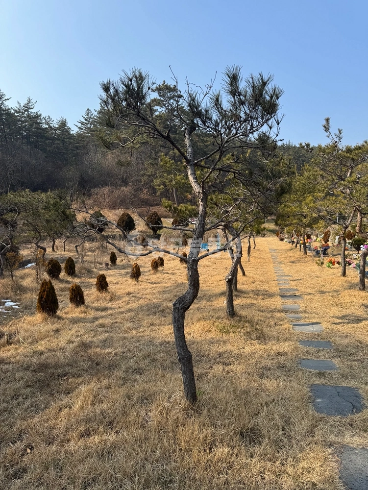 전남광주통합특별시 함평군 대동면 토지 사진 1