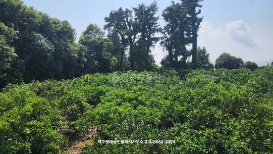 제주특별자치도 서귀포시 남원읍 토지 사진 1