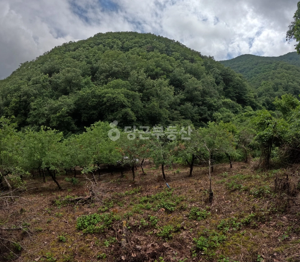 경상북도 의성군 춘산면 토지 사진 1