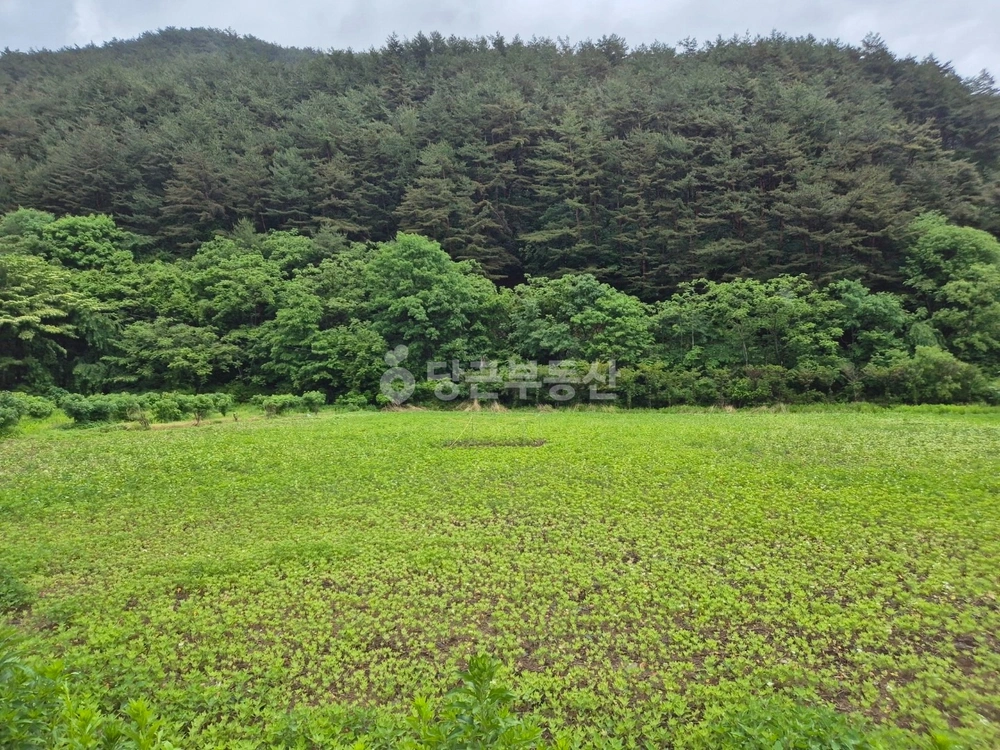강원특별자치도 정선군 북평면 토지 사진 1