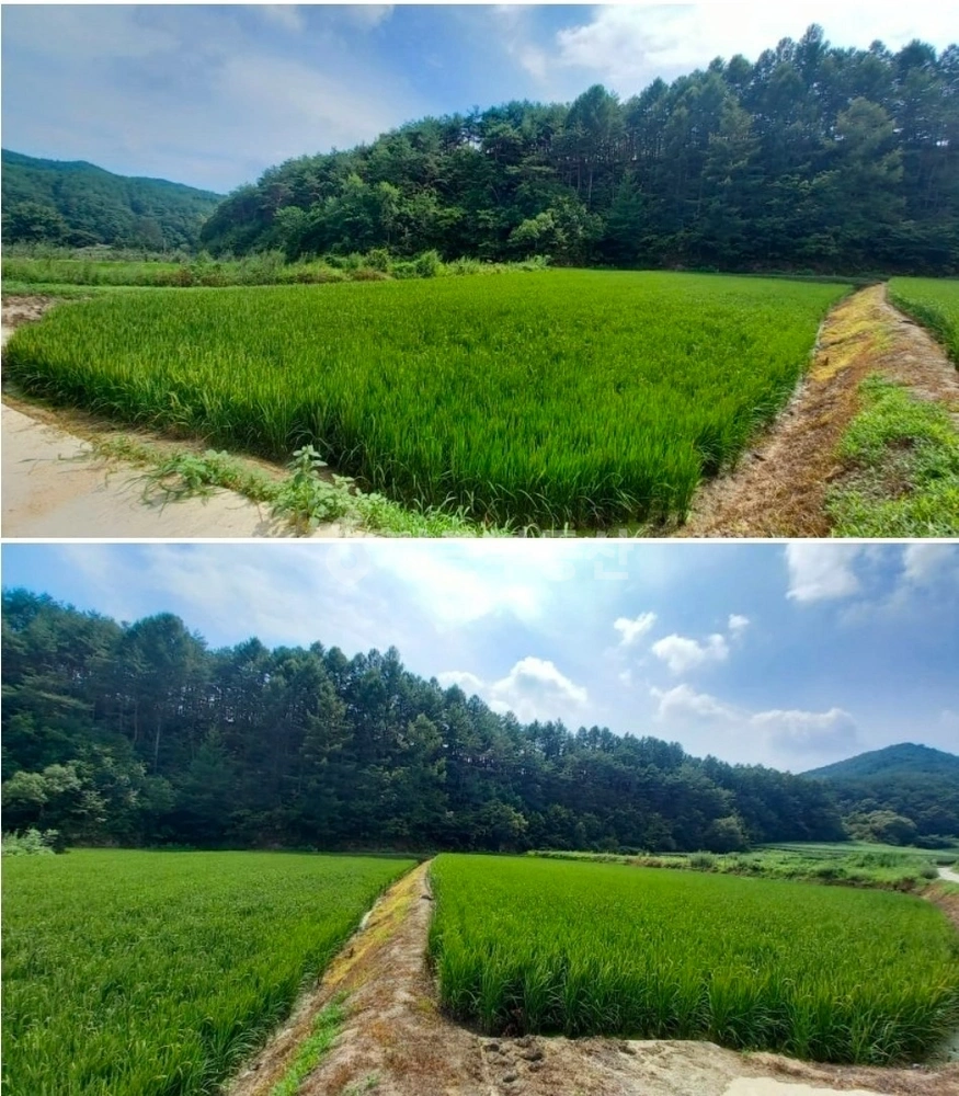 경상북도 안동시 도산면 토지 사진 1