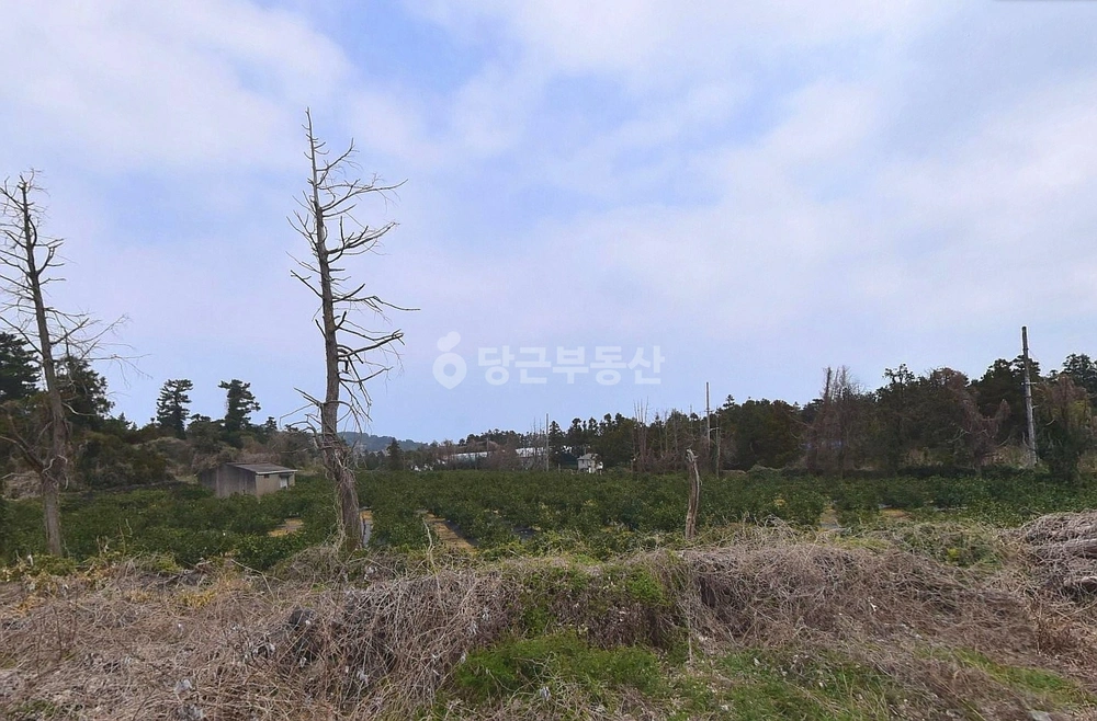제주특별자치도 제주시 조천읍 토지 사진 1