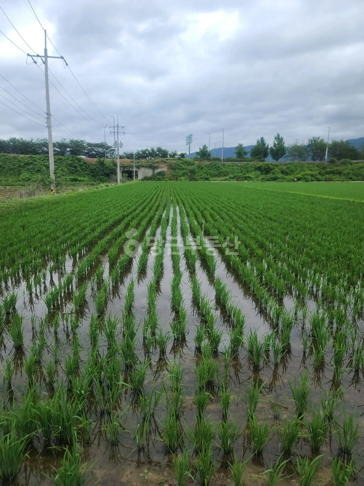 경상남도 김해시 진례면 토지 사진 1