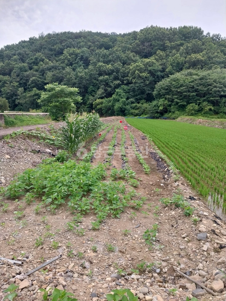 경상남도 의령군 칠곡면 토지 사진 1