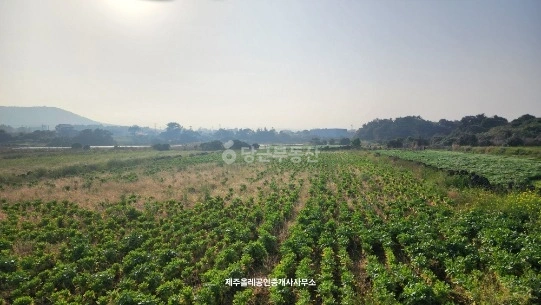 제주특별자치도 서귀포시 성산읍 토지 사진 1