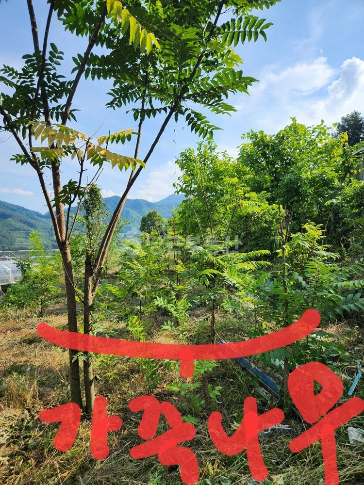 경상북도 구미시 무을면 토지 사진 1