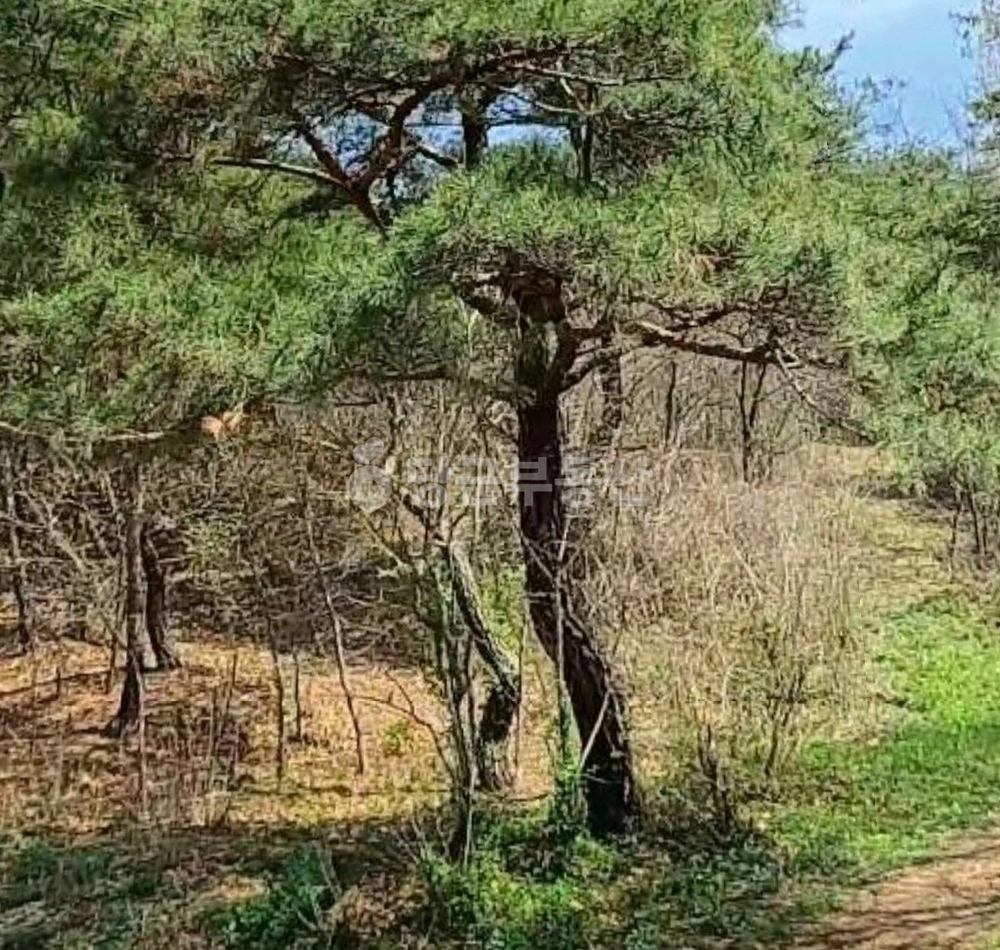 경상북도 의성군 금성면 토지 사진 1