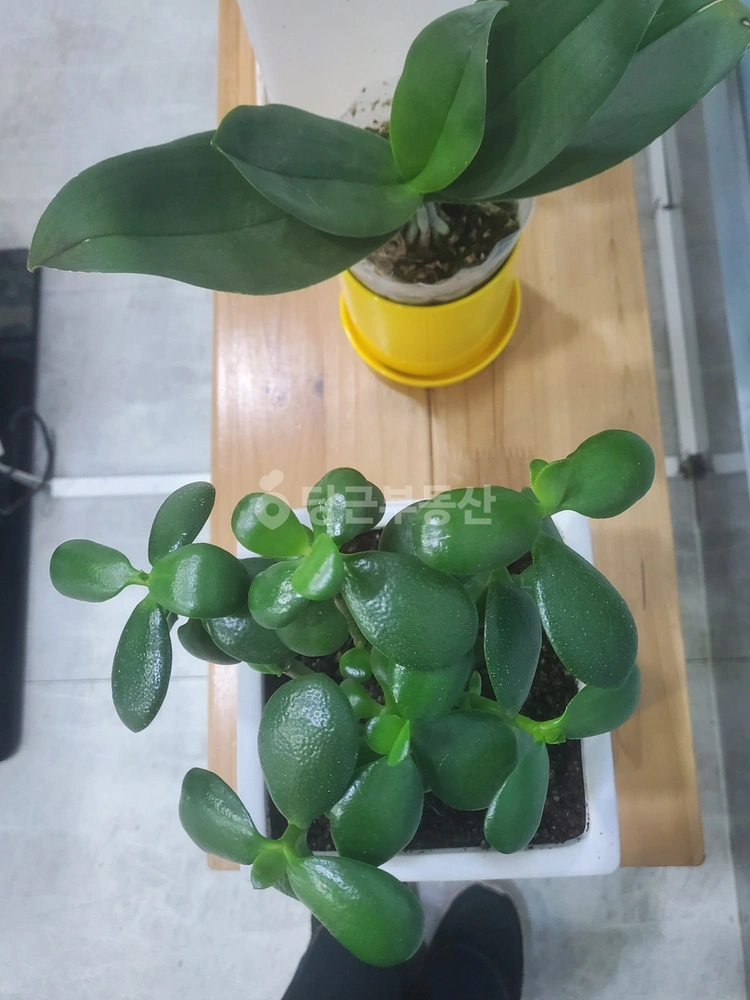 경기도 성남시 중원구 성남동 빌라(투룸 이상) 사진 1
