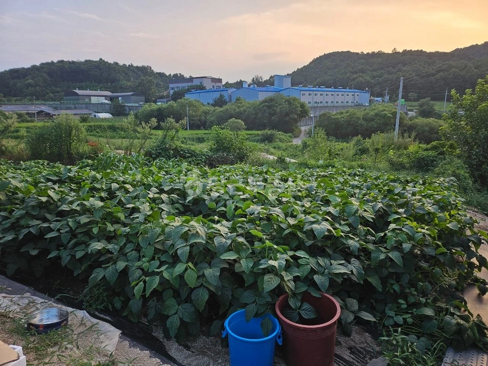충청북도 괴산군 괴산읍 토지 사진 1