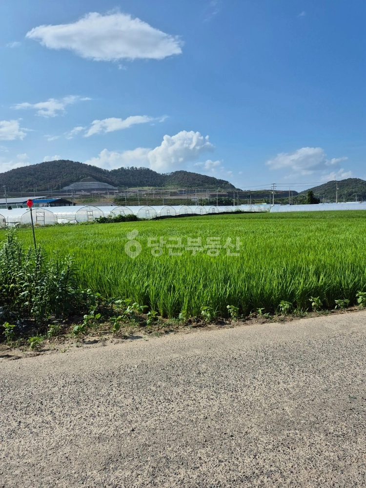 경상북도 고령군 다산면 토지 사진 1