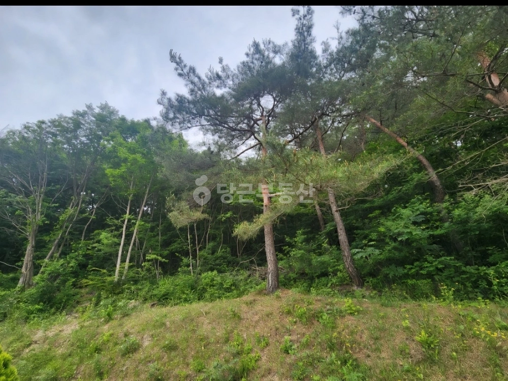 전남광주통합특별시 화순군 사평면 토지 사진 1