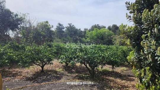 제주특별자치도 서귀포시 성산읍 토지 사진 1