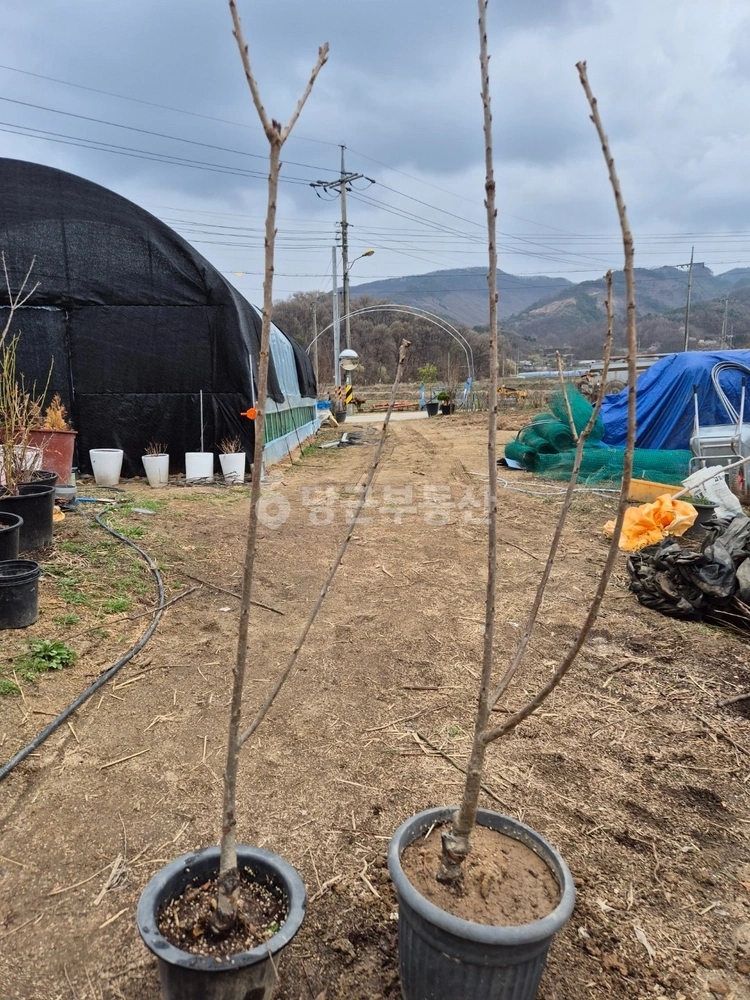 충청북도 청주시 청원구 내수읍 토지 사진 1