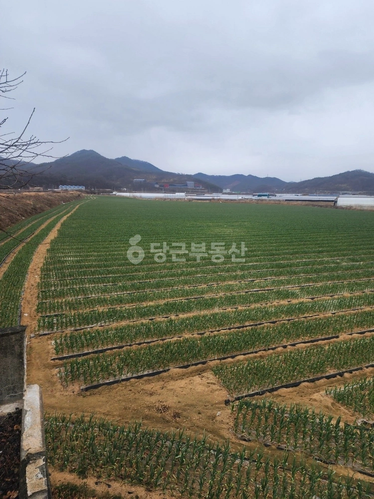 경상북도 김천시 어모면 토지 사진 1