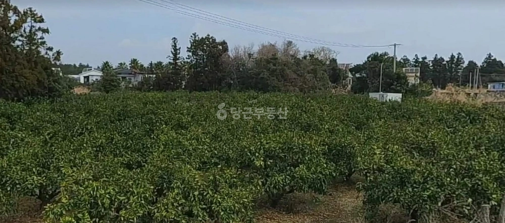 제주특별자치도 서귀포시 표선면 토지 사진 1