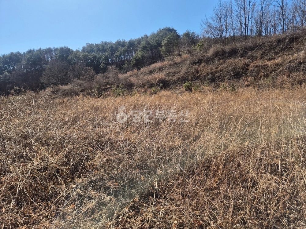 경상북도 울진군 기성면 토지 사진 1
