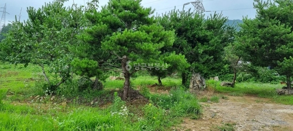 충청북도 제천시 송학면 토지 사진 1