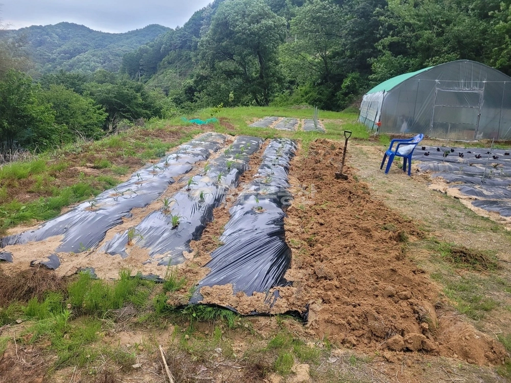 경상북도 성주군 용암면 토지 사진 1