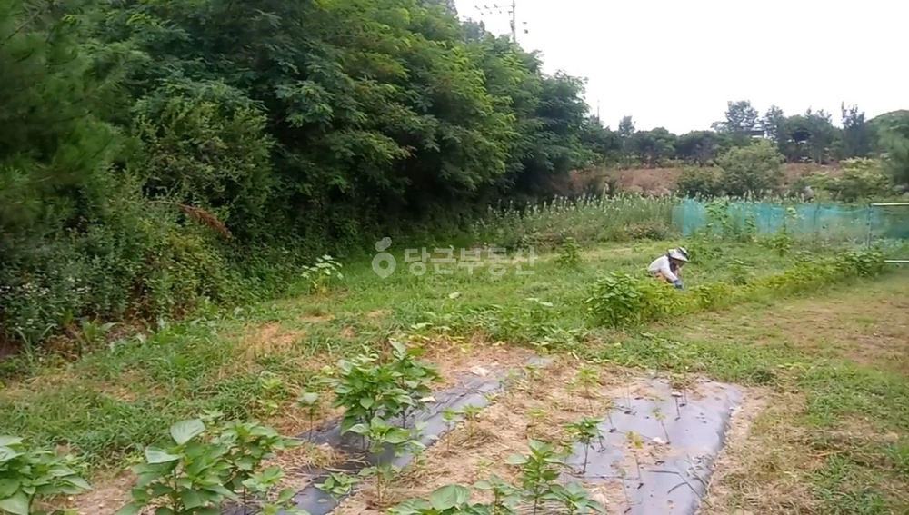 대구광역시 군위군 부계면 토지 사진 1