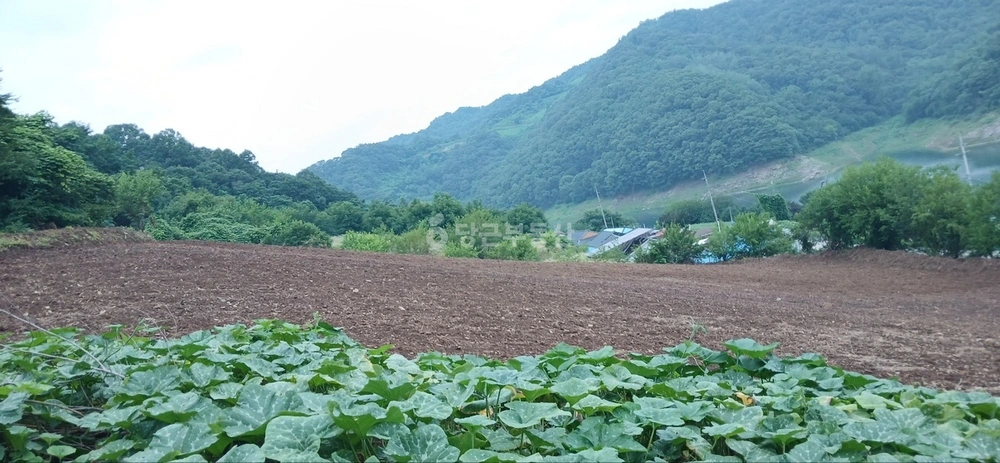 충청북도 제천시 수산면 토지 사진 1