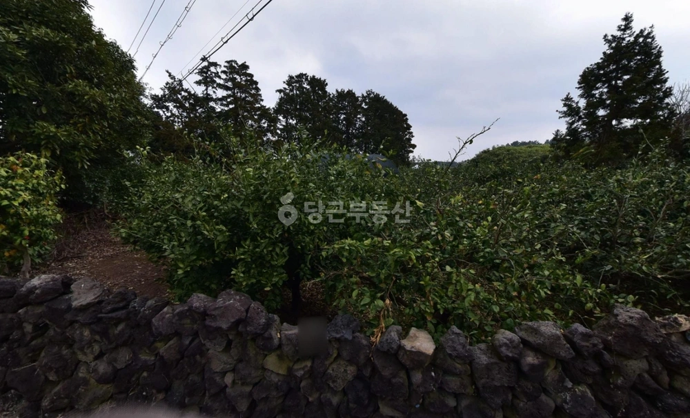 제주특별자치도 제주시 조천읍 토지 사진 1