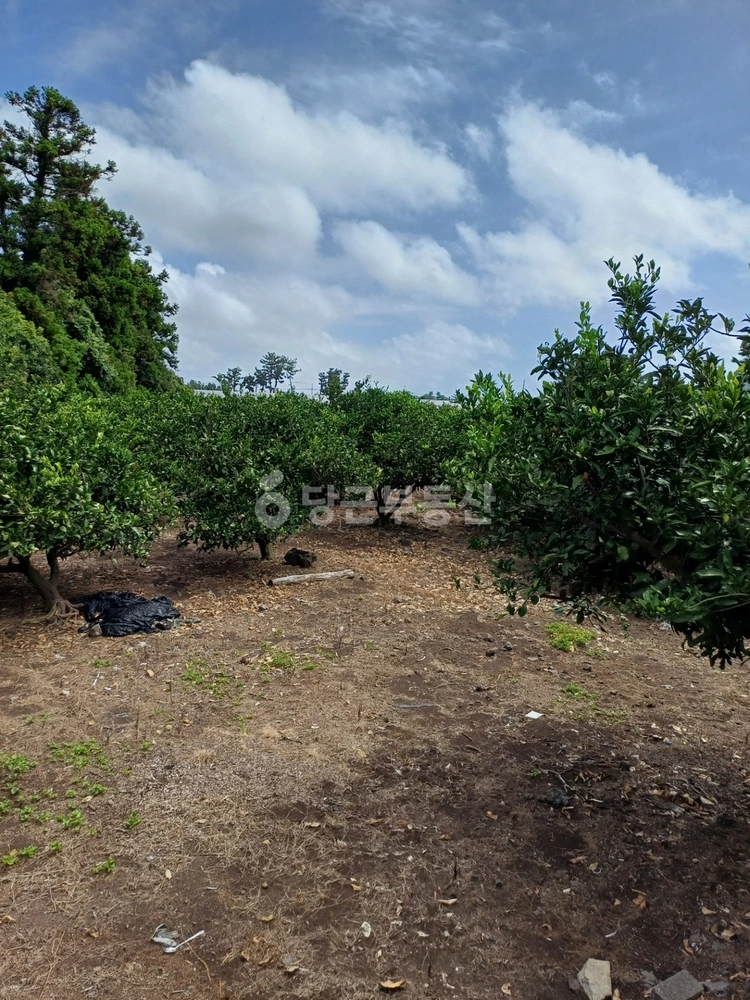 제주특별자치도 서귀포시 표선면 토지 사진 1