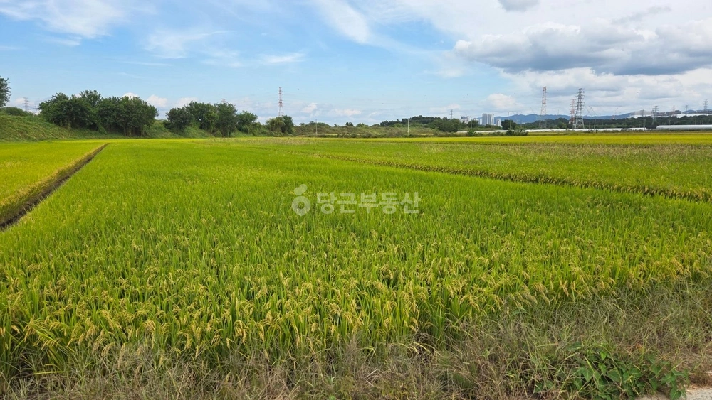 세종특별자치시 전동면 토지 사진 1