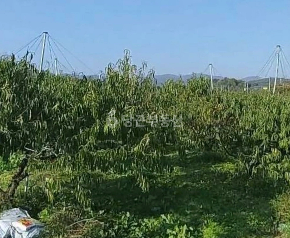 경상북도 청도군 화양읍 토지 사진 1