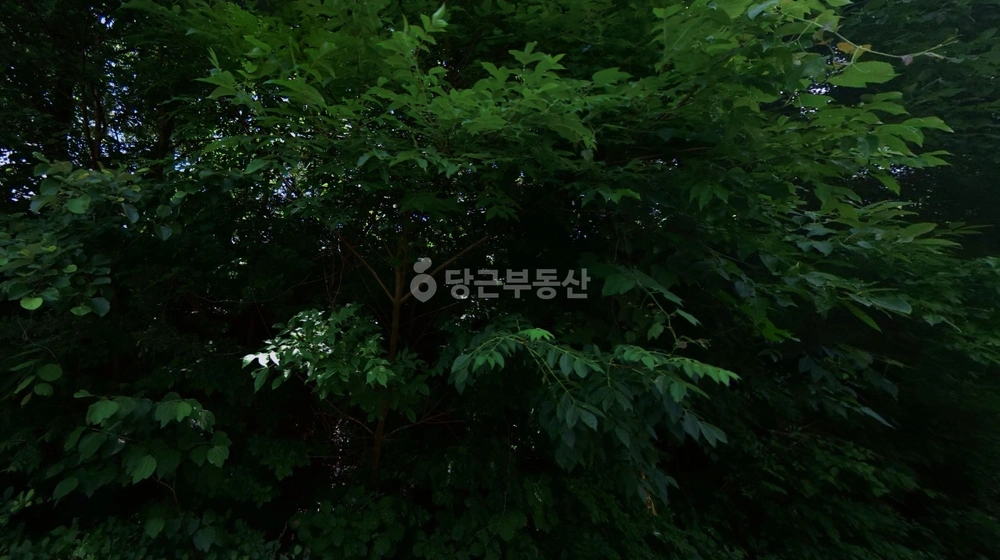 충청북도 제천시 청전동 단독/전원주택 사진 1