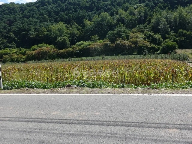경상북도 영양군 입암면 토지 사진 1