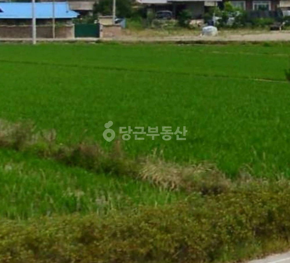 경상북도 의성군 금성면 토지 사진 1