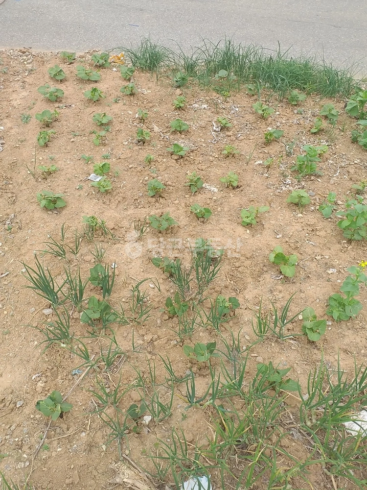 충청남도 아산시 권곡동 토지 사진 1