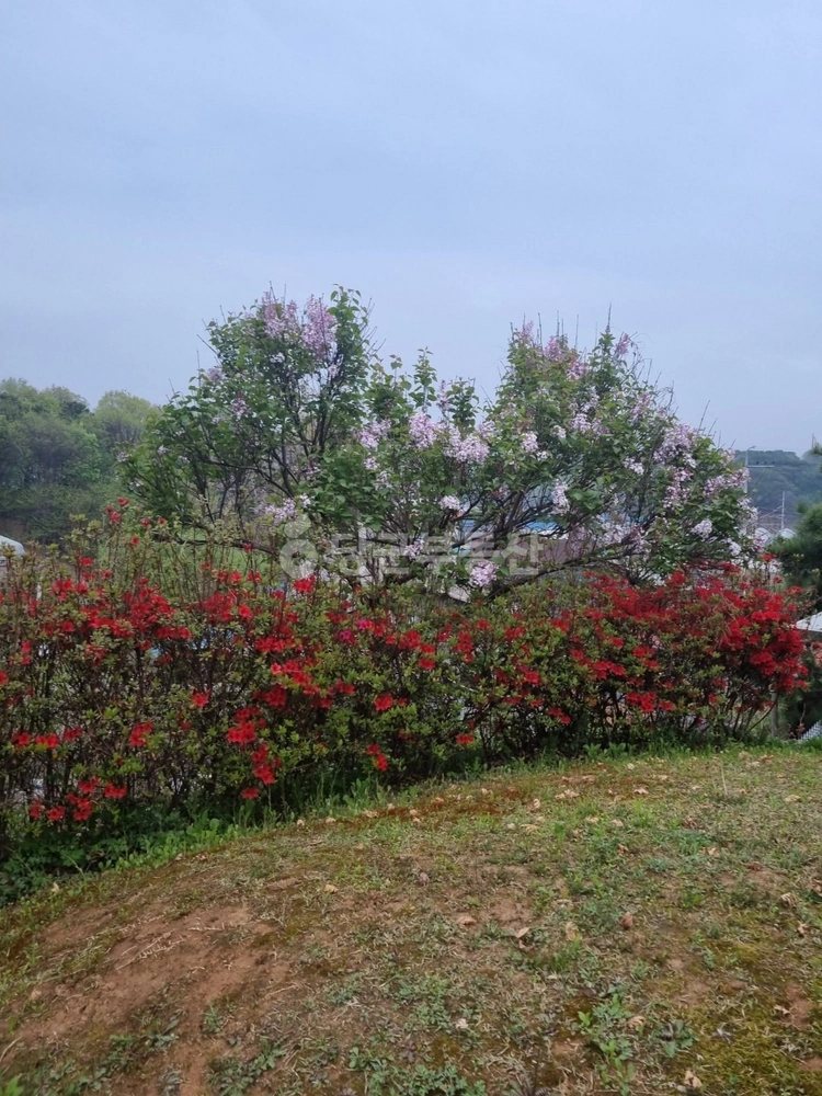경기도 고양시 일산동구 사리현동 단독/전원주택 사진 1