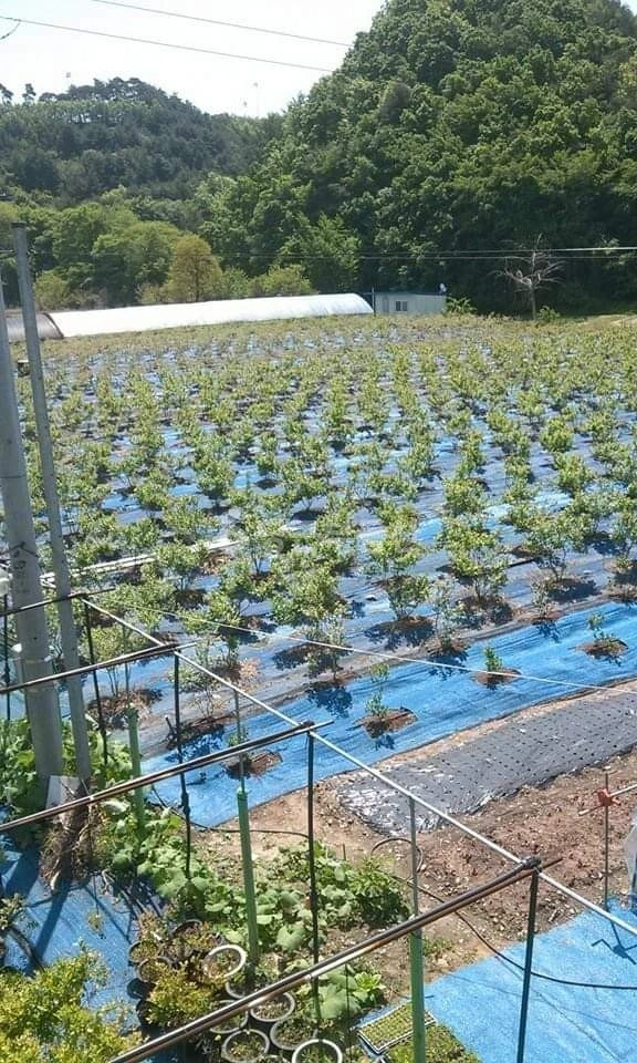충청남도 논산시 벌곡면 토지 사진 1