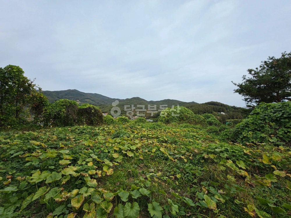 경기도 양평군 옥천면 토지 사진 1