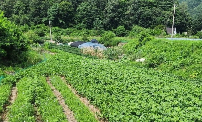 전북특별자치도 무주군 안성면 토지 사진 1
