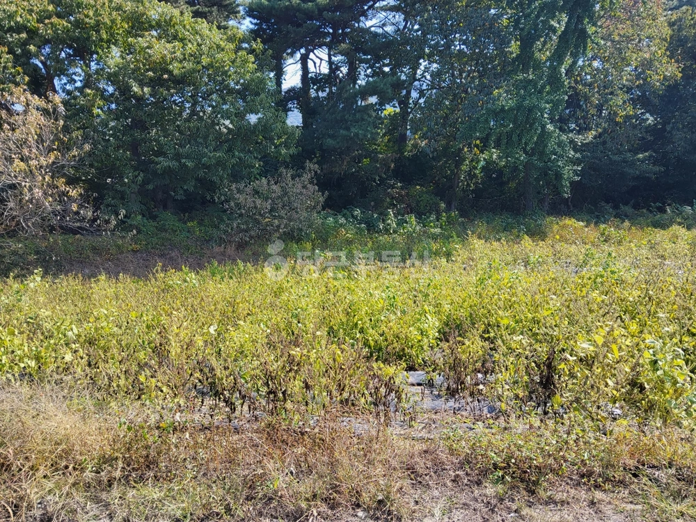 충청남도 보령시 웅천읍 토지 사진 1
